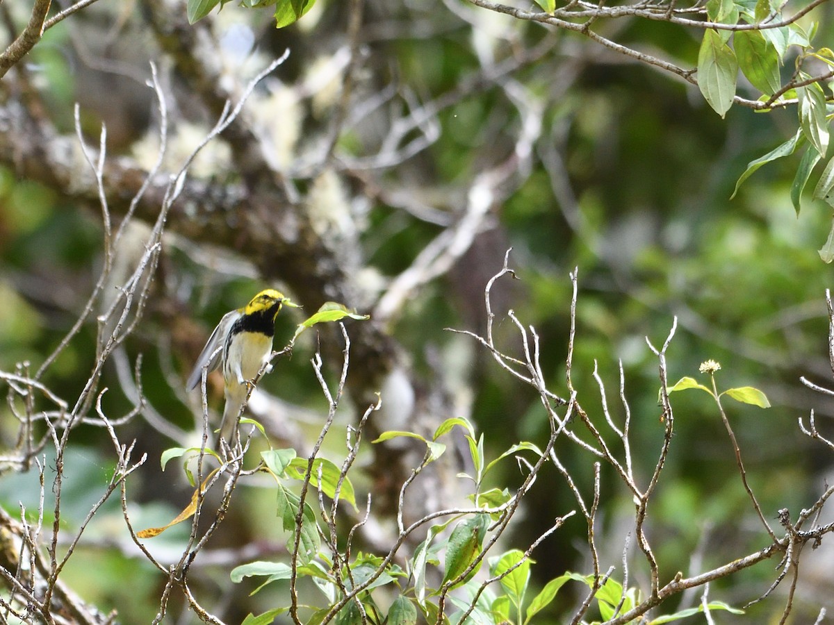 grønnparula - ML644264777