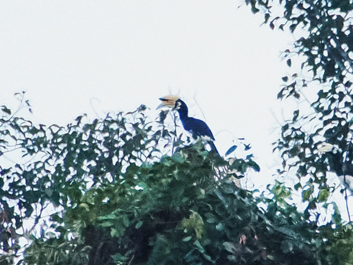 キタカササギサイチョウ - ML644264779