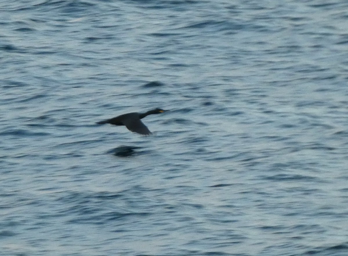 toppskarv - ML644264781