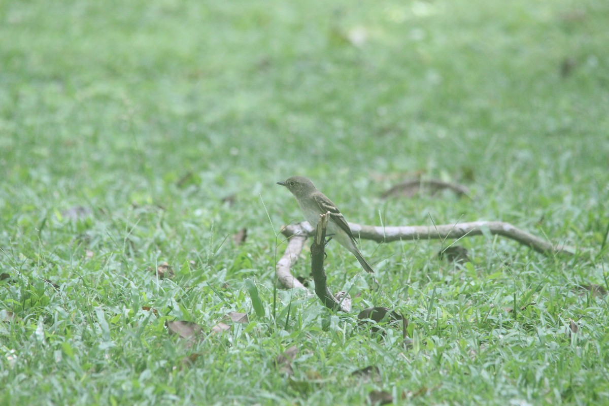 oreempid - ML644264783