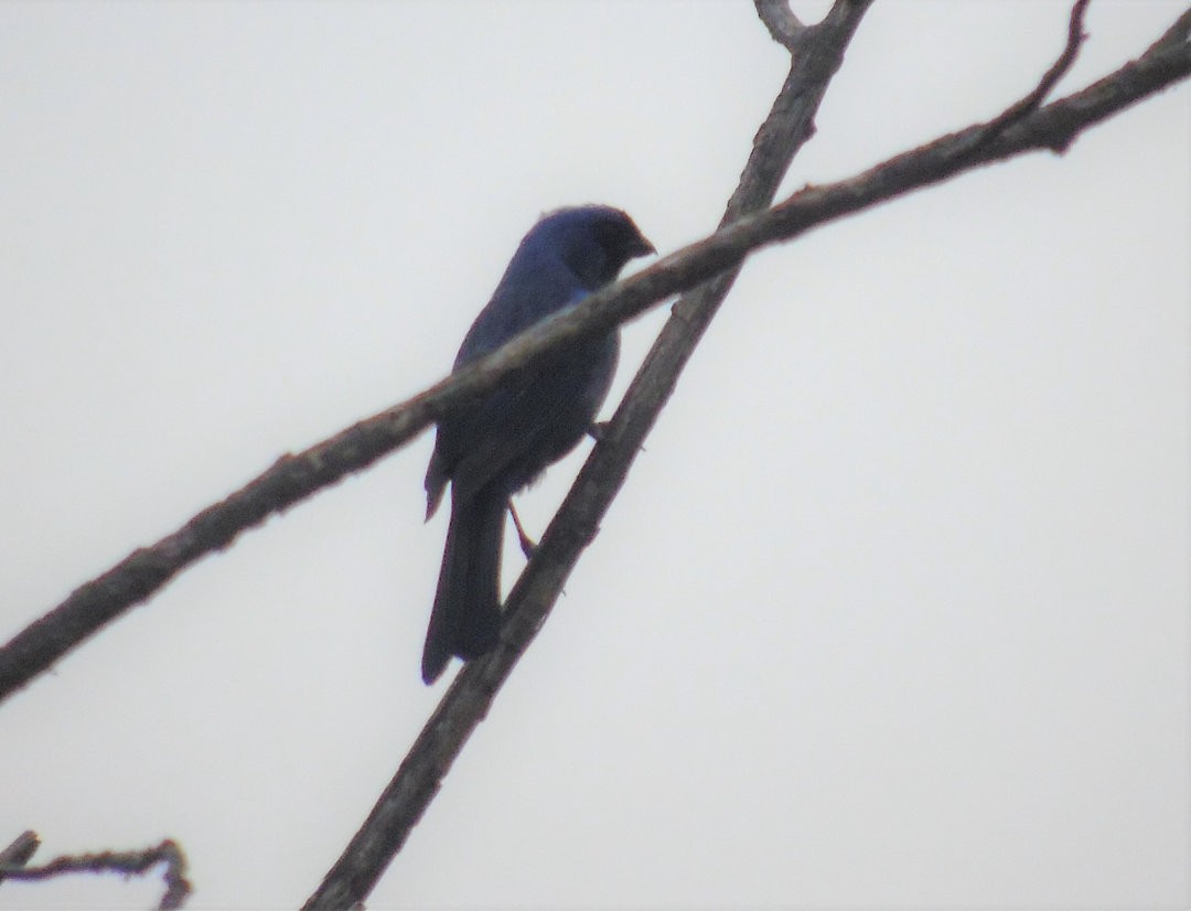 Diademed Tanager - ML644264785