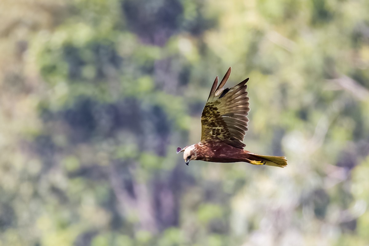 sivhauk - ML644264788