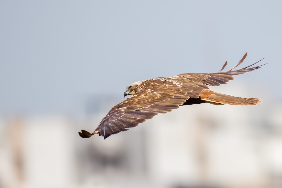 sivhauk - ML644264789