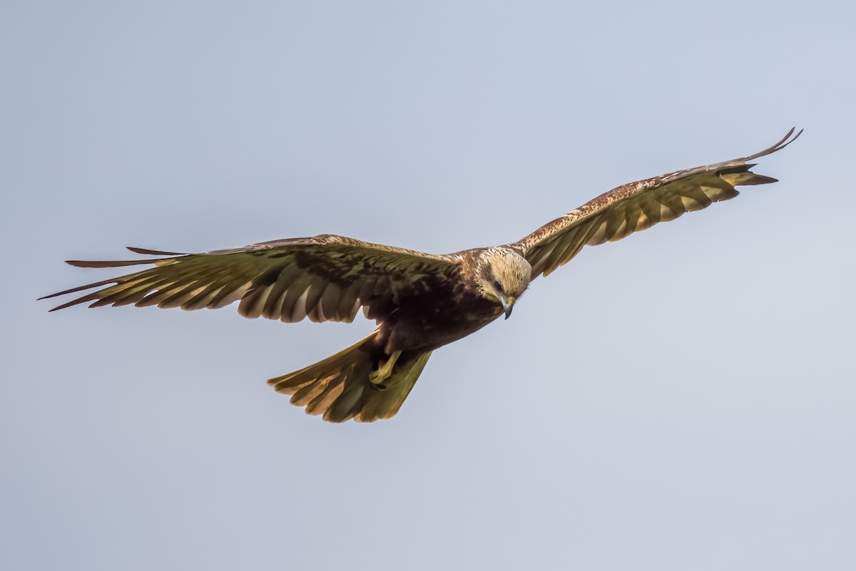 Rohrweihe - ML644264790