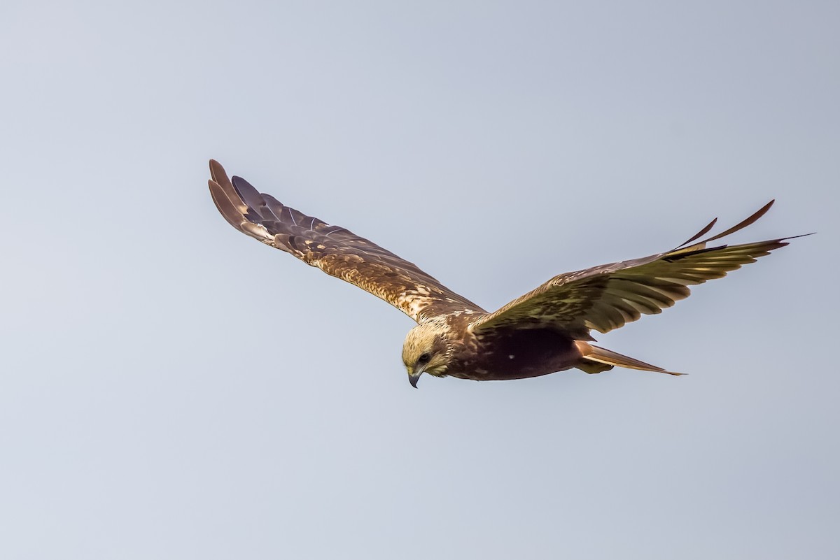 Rohrweihe - ML644264791