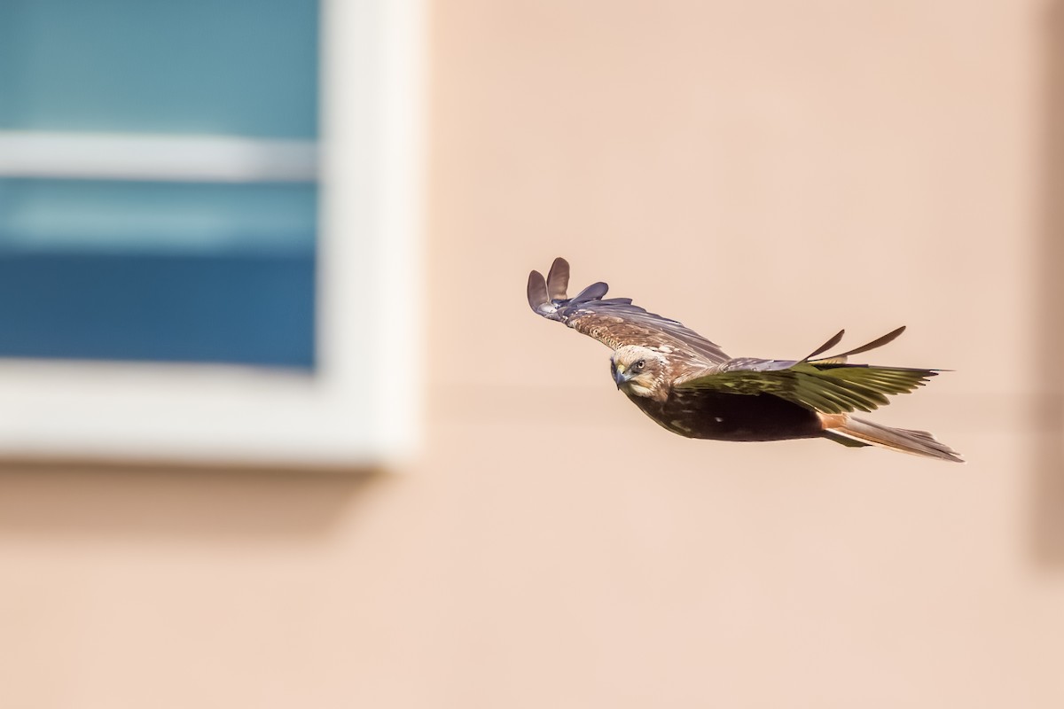 Rohrweihe - ML644264792