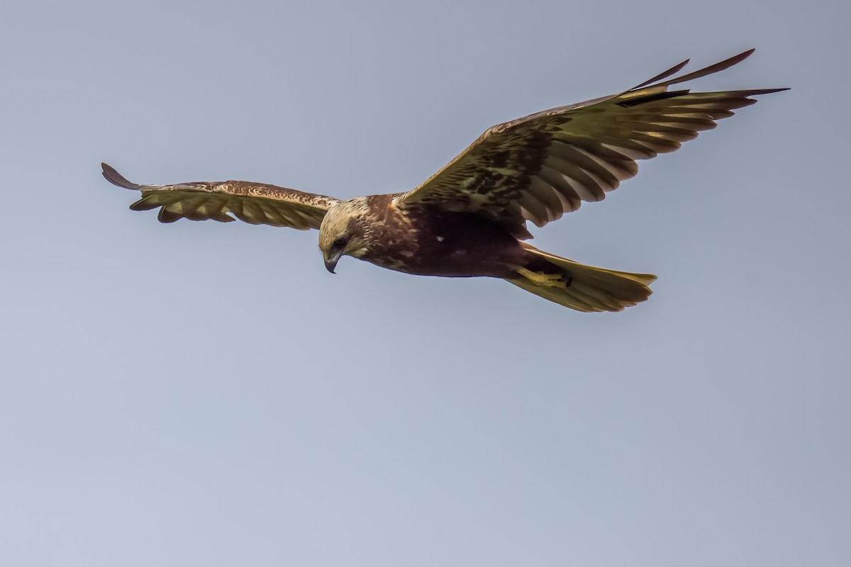 Rohrweihe - ML644264793