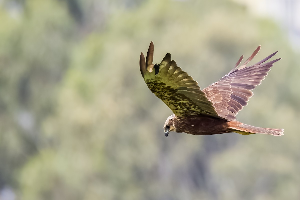 Rohrweihe - ML644264794