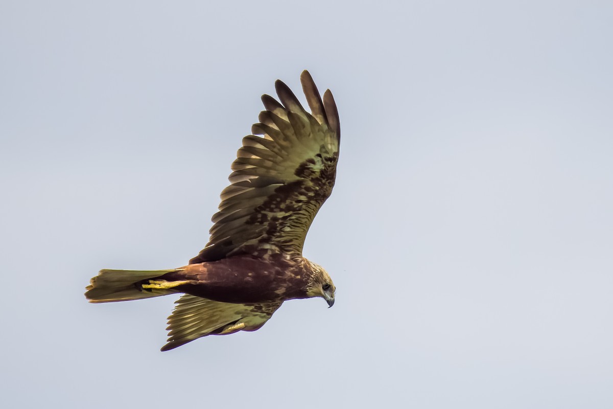 Rohrweihe - ML644264795