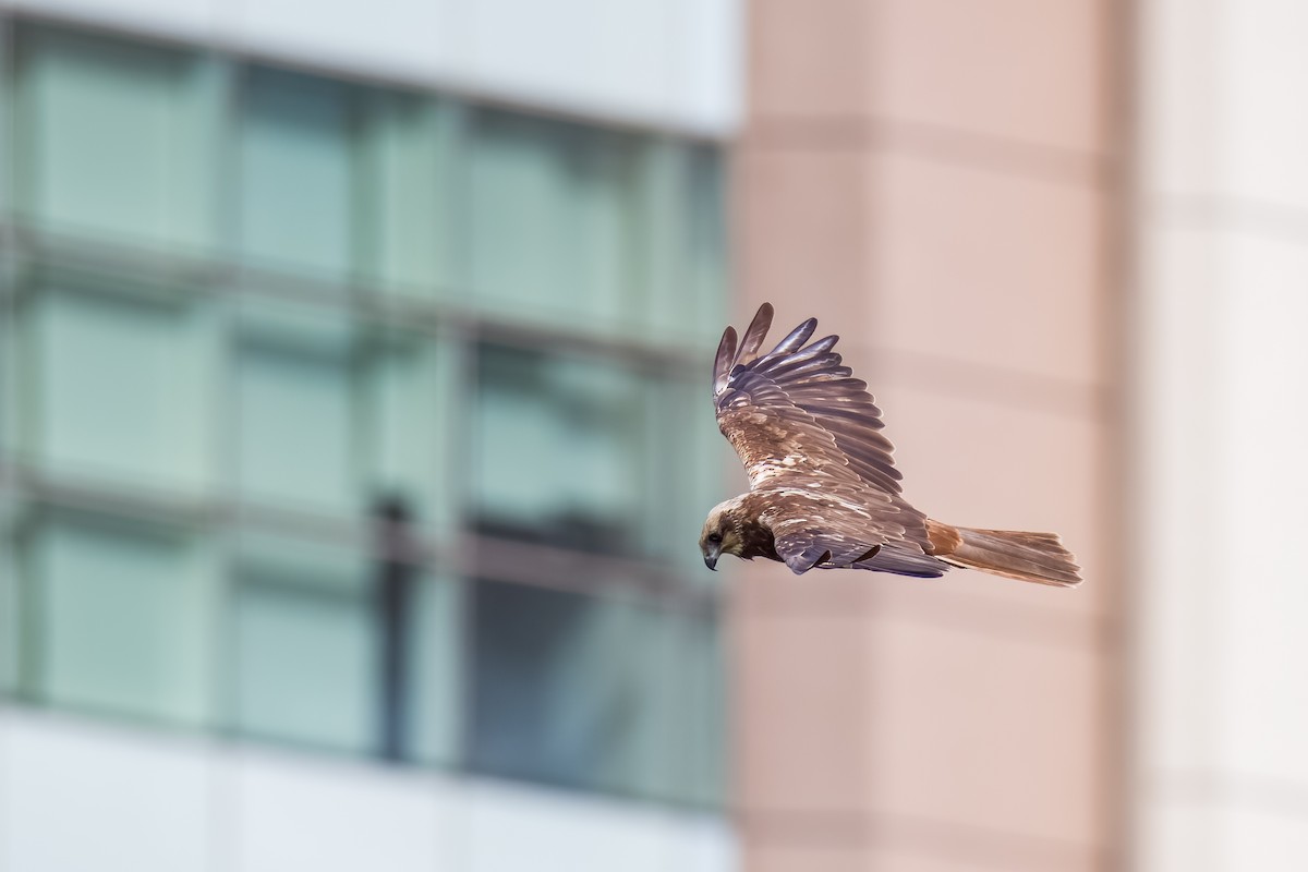 Rohrweihe - ML644264796