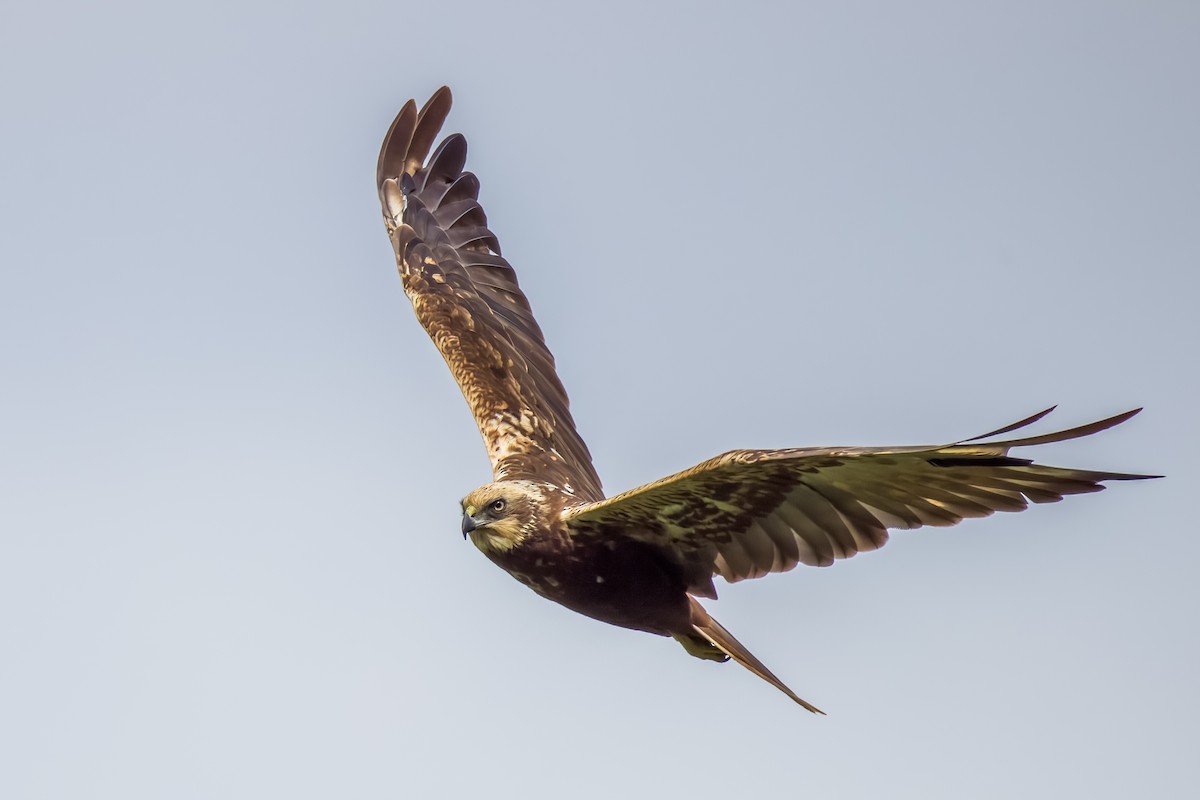 Rohrweihe - ML644264797