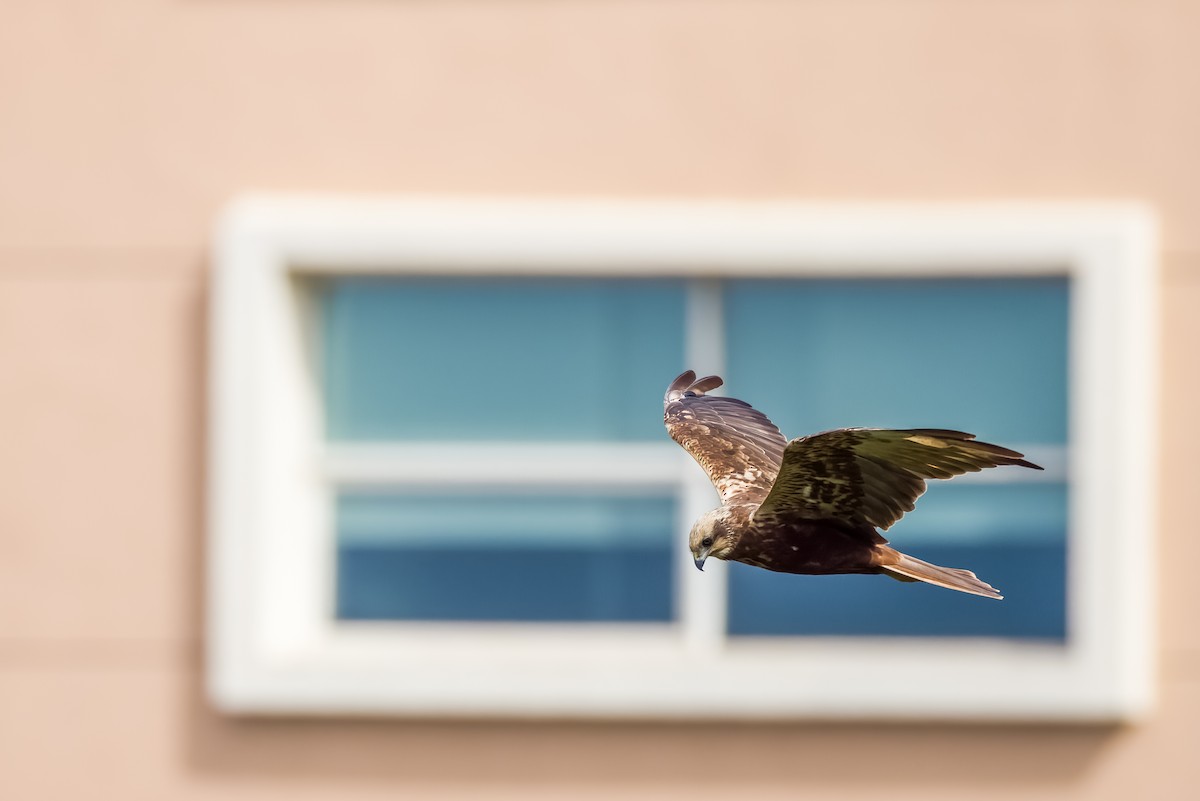 Rohrweihe - ML644264798