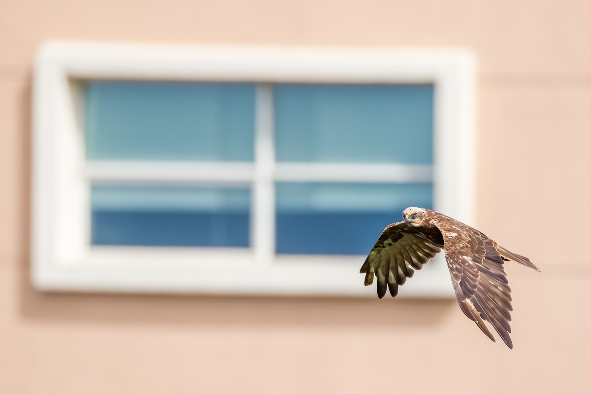 Rohrweihe - ML644264799