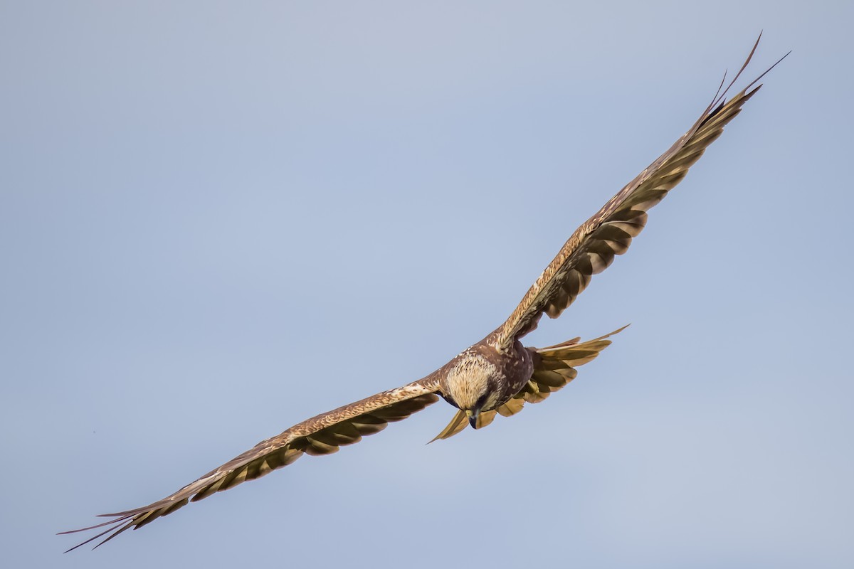 sivhauk - ML644264800