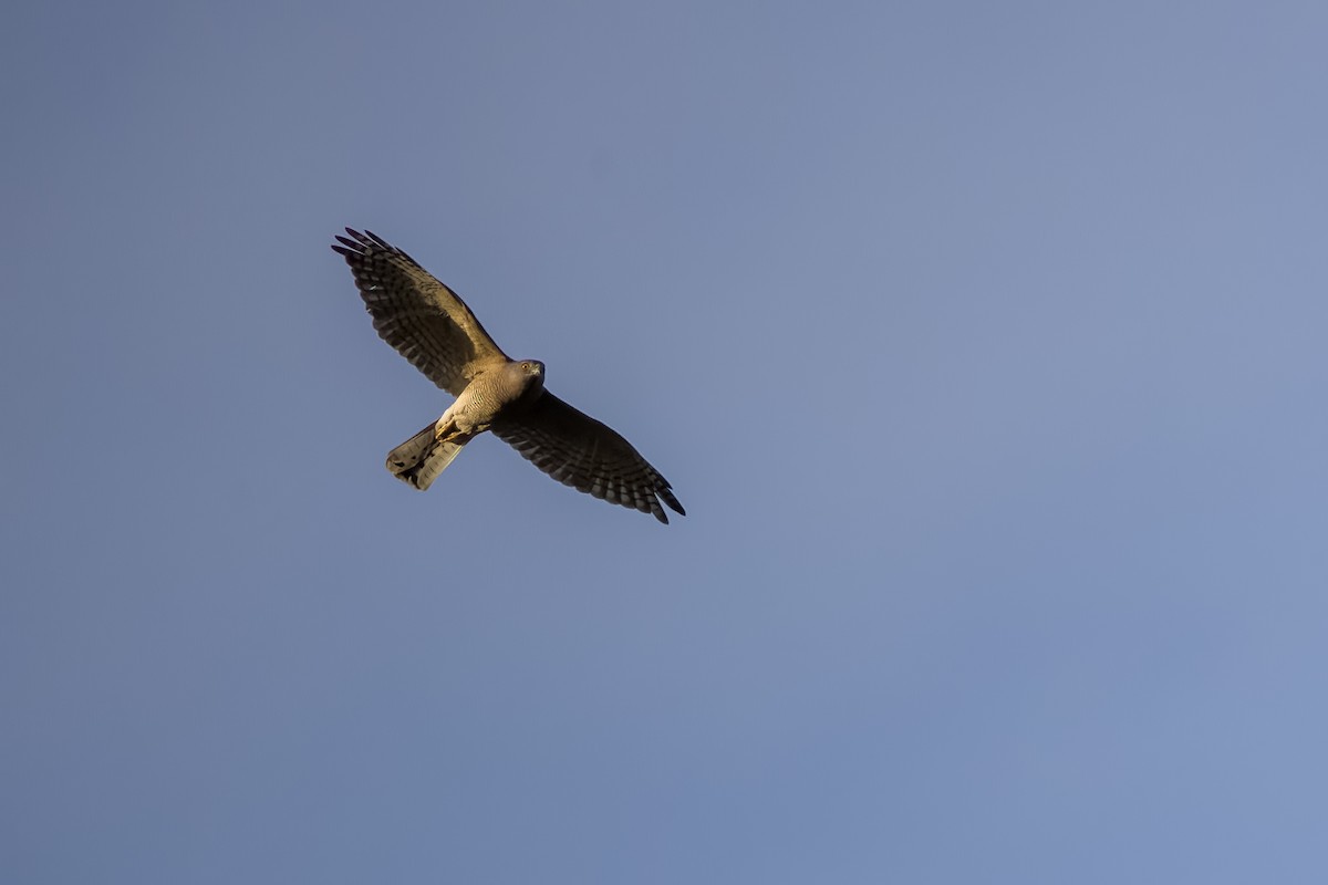 shikrahauk - ML644264803