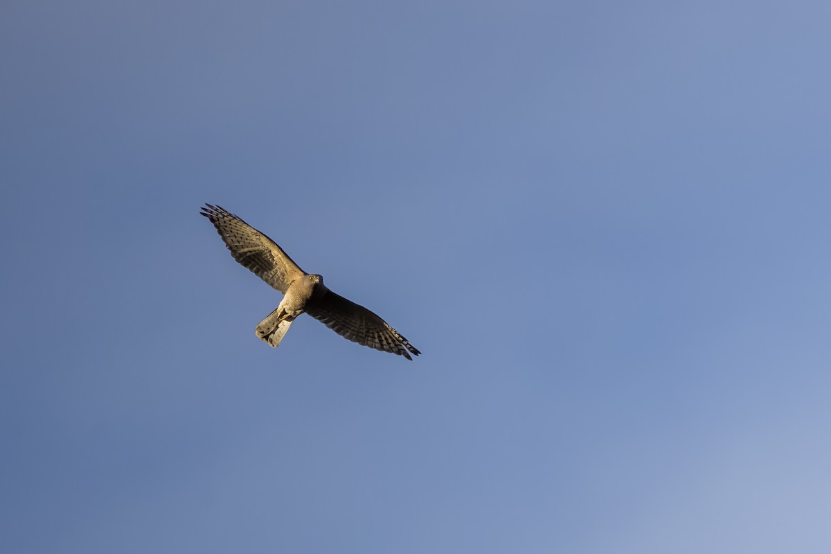 shikrahauk - ML644264805