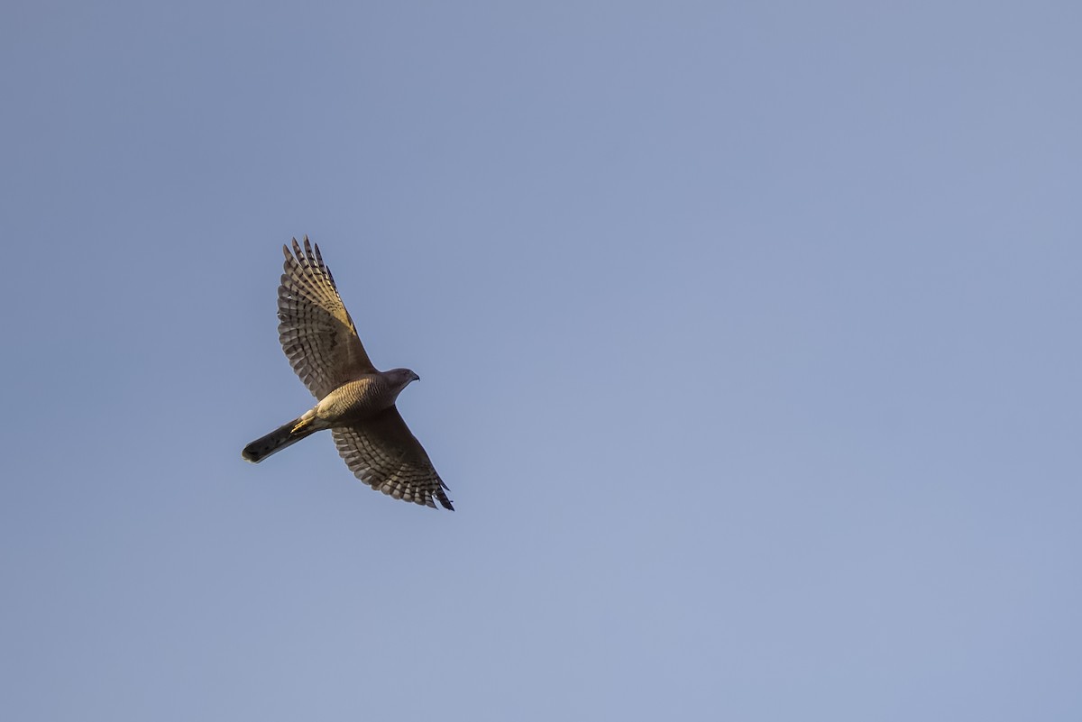 Schikrasperber - ML644264806