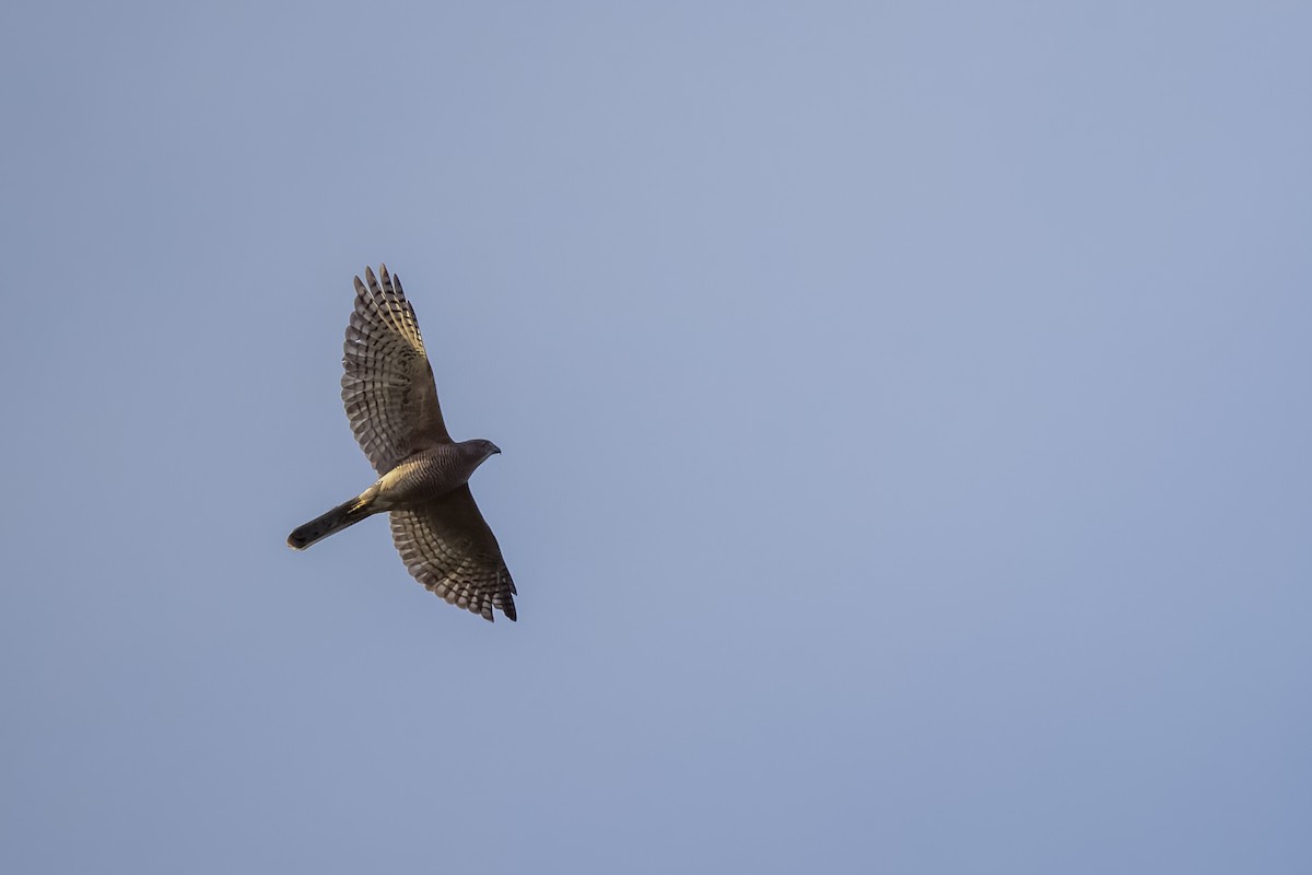 shikrahauk - ML644264807