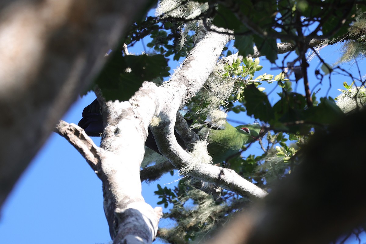 natalturako - ML644264809