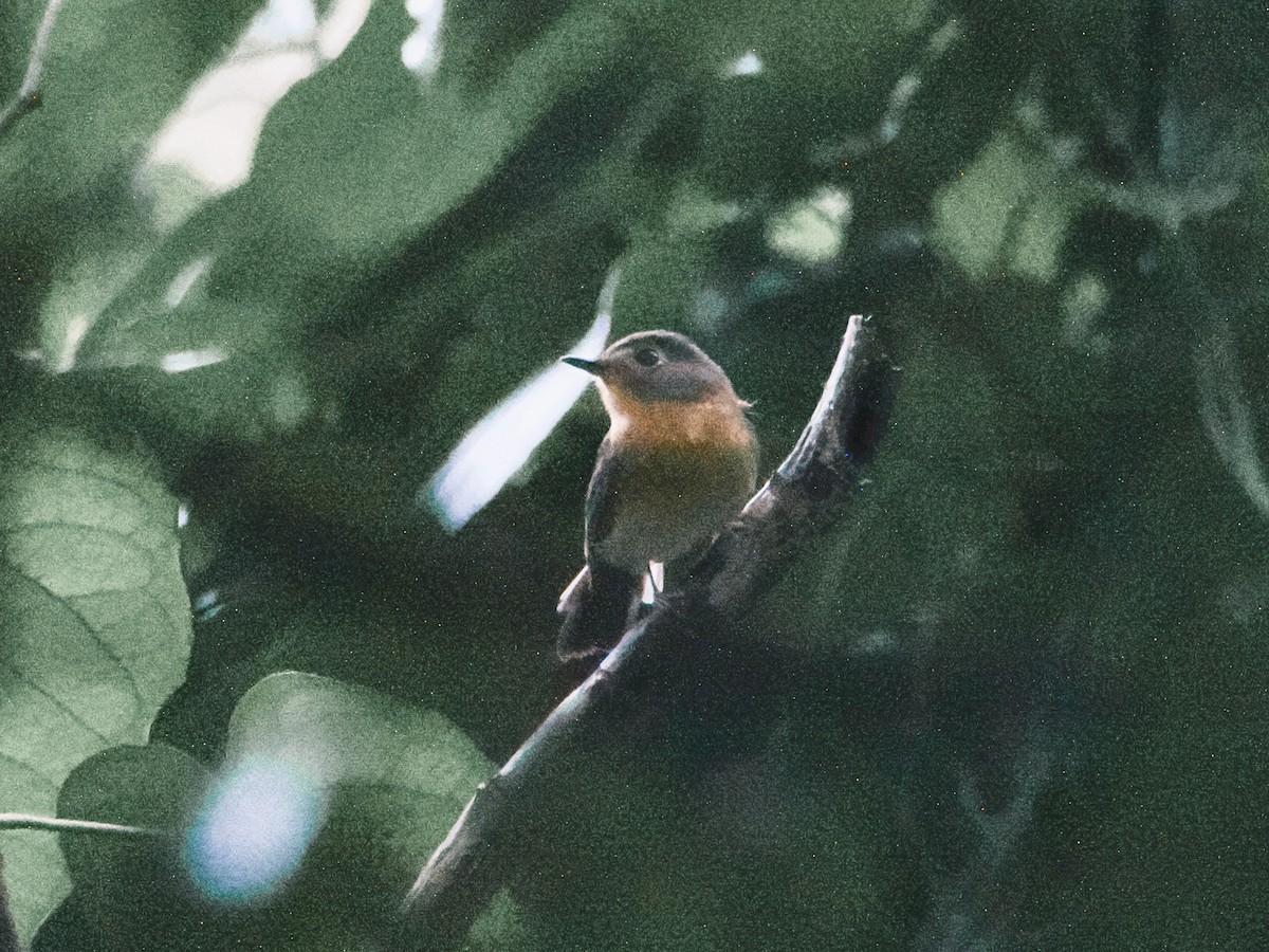 ミヤマヒメアオヒタキ - ML644264810