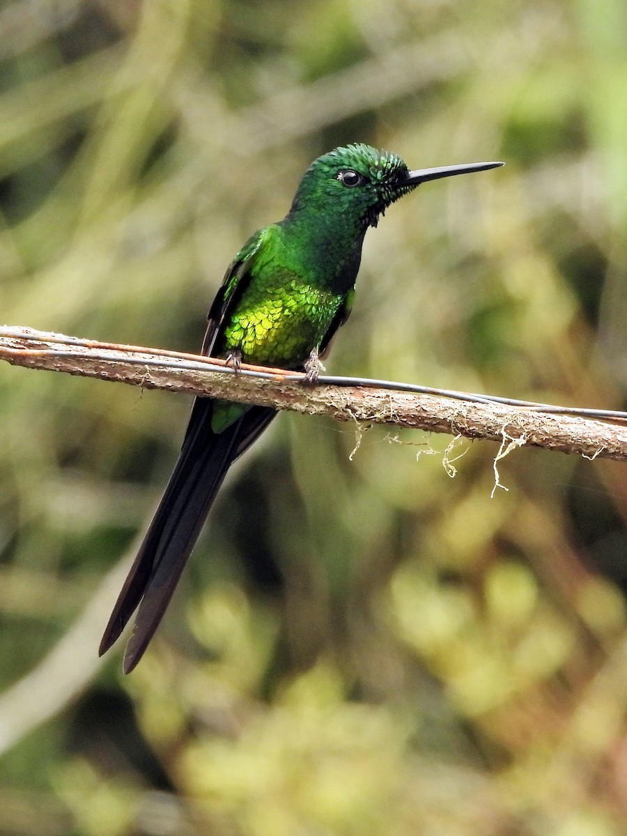 İmparator Pırıltı - ML644264818