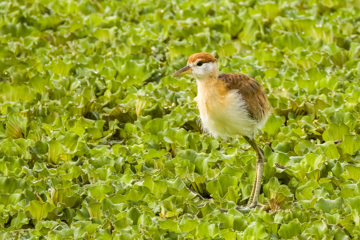Bronzeblatthühnchen - ML644264819