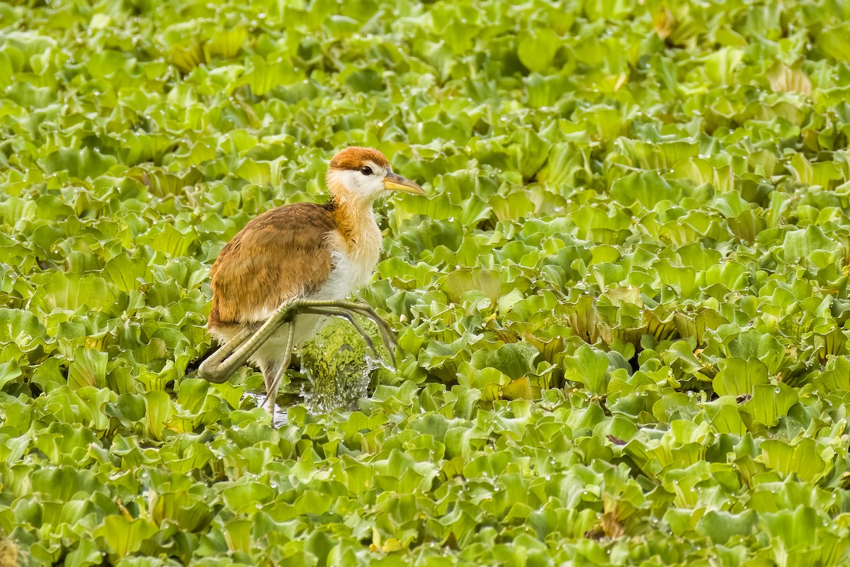 Bronzeblatthühnchen - ML644264820