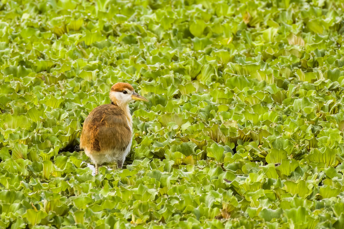 Bronzeblatthühnchen - ML644264821