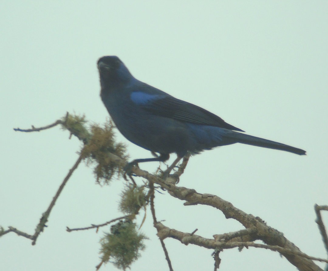 Diademed Tanager - ML644264822