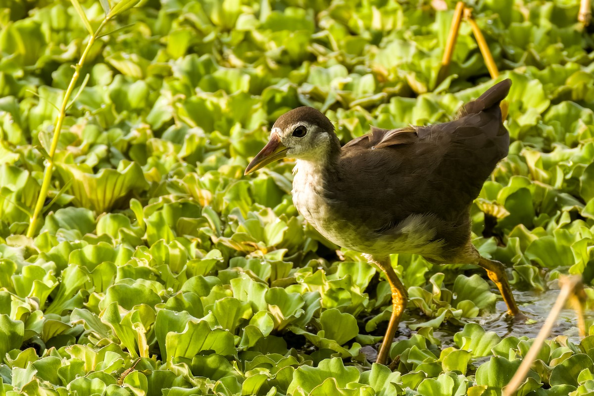 Weißbrust-Kielralle - ML644264829