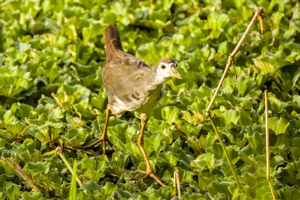 Râle à poitrine blanche - ML644264830