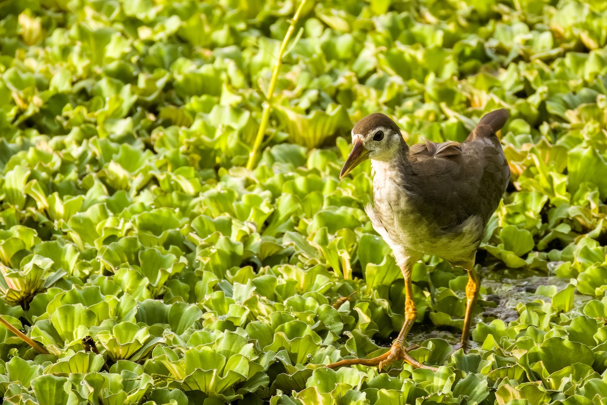 Weißbrust-Kielralle - ML644264831