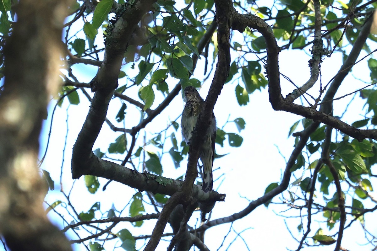 Indicateur varié - ML644264834