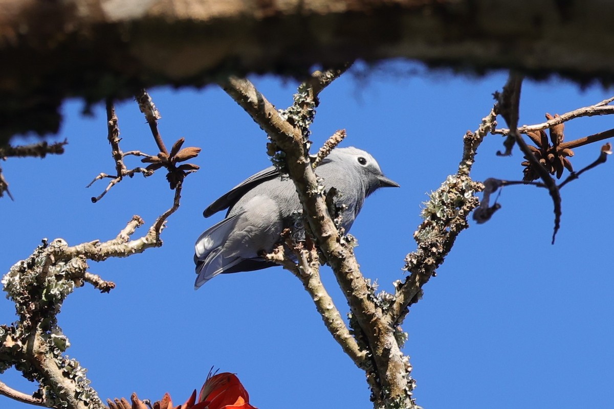 Échenilleur gris - ML644264835
