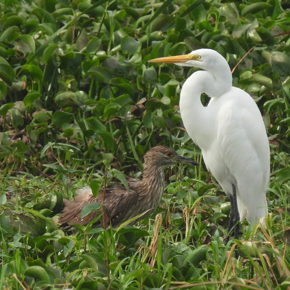 Grande Aigrette - ML644264836