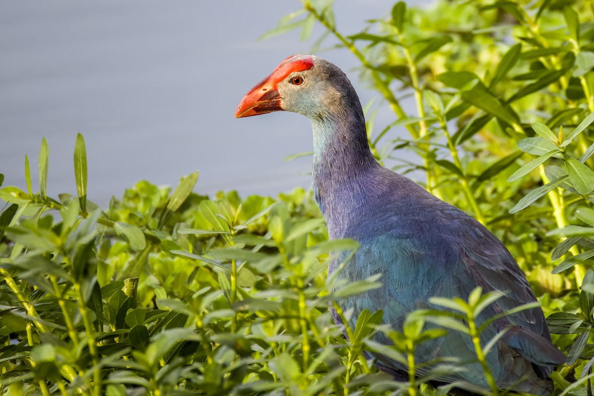 Talève à tête grise - ML644264837