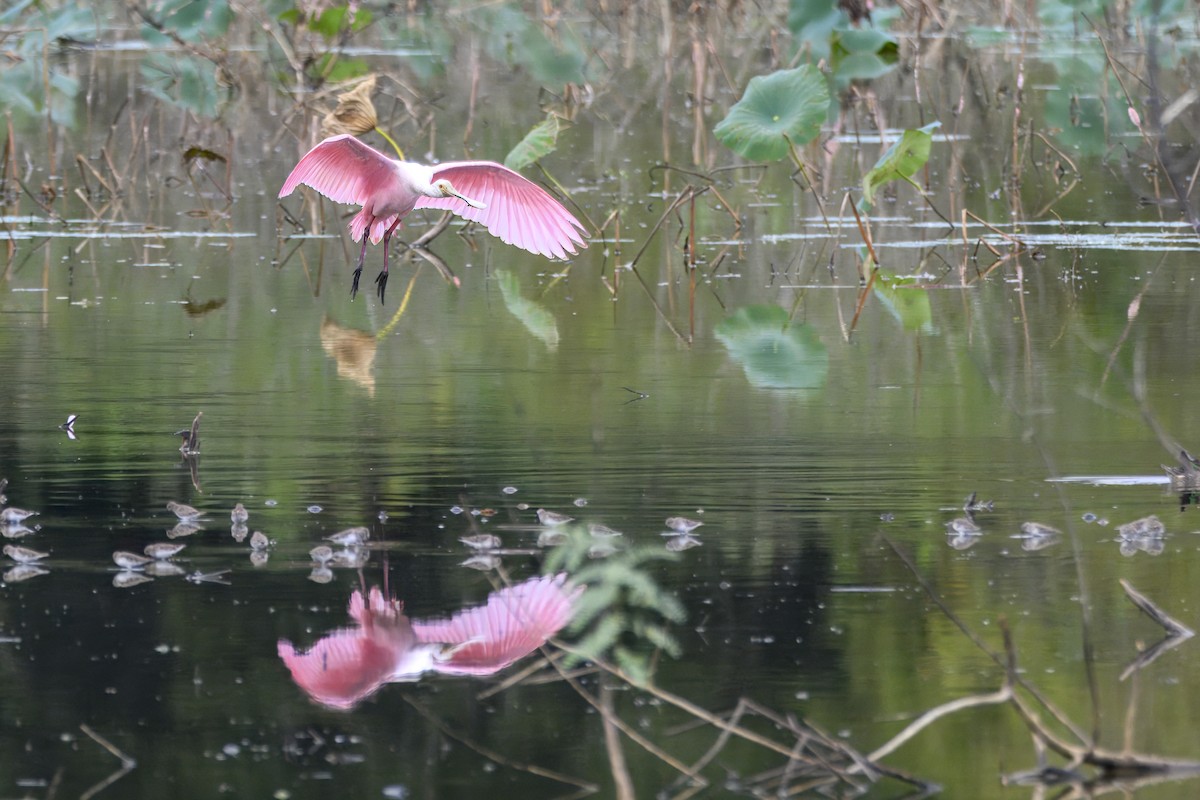 Spatule rosée - ML644264838