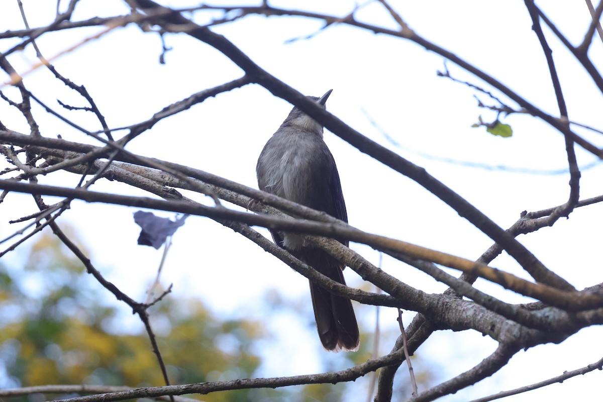 Bulbul jaboteur - ML644264843