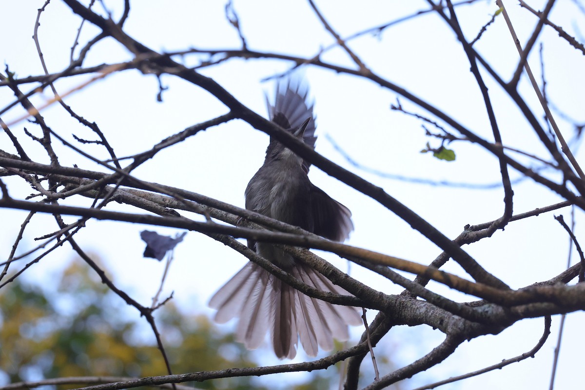 Bulbul jaboteur - ML644264844