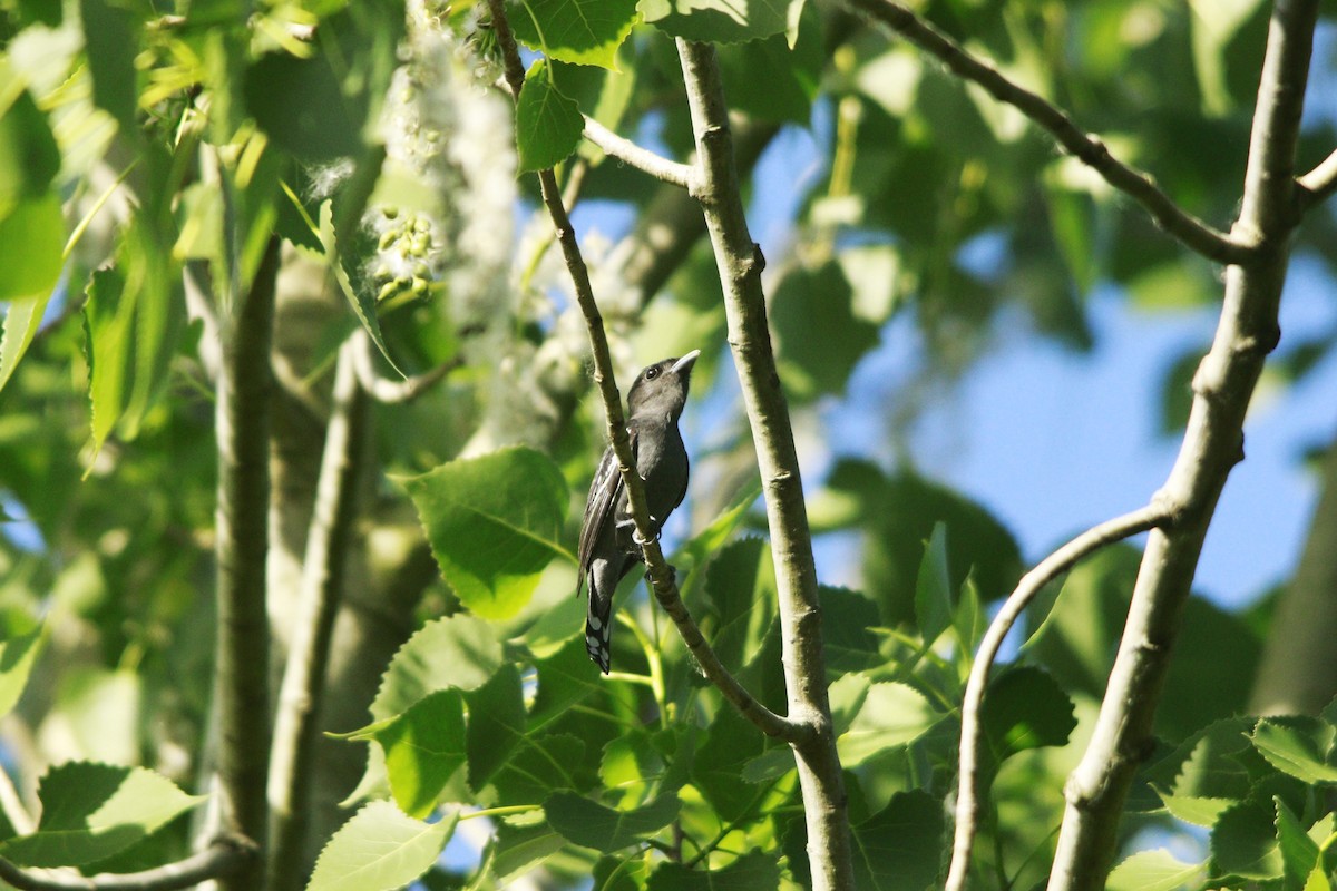 Bécarde à ailes blanches - ML644264845