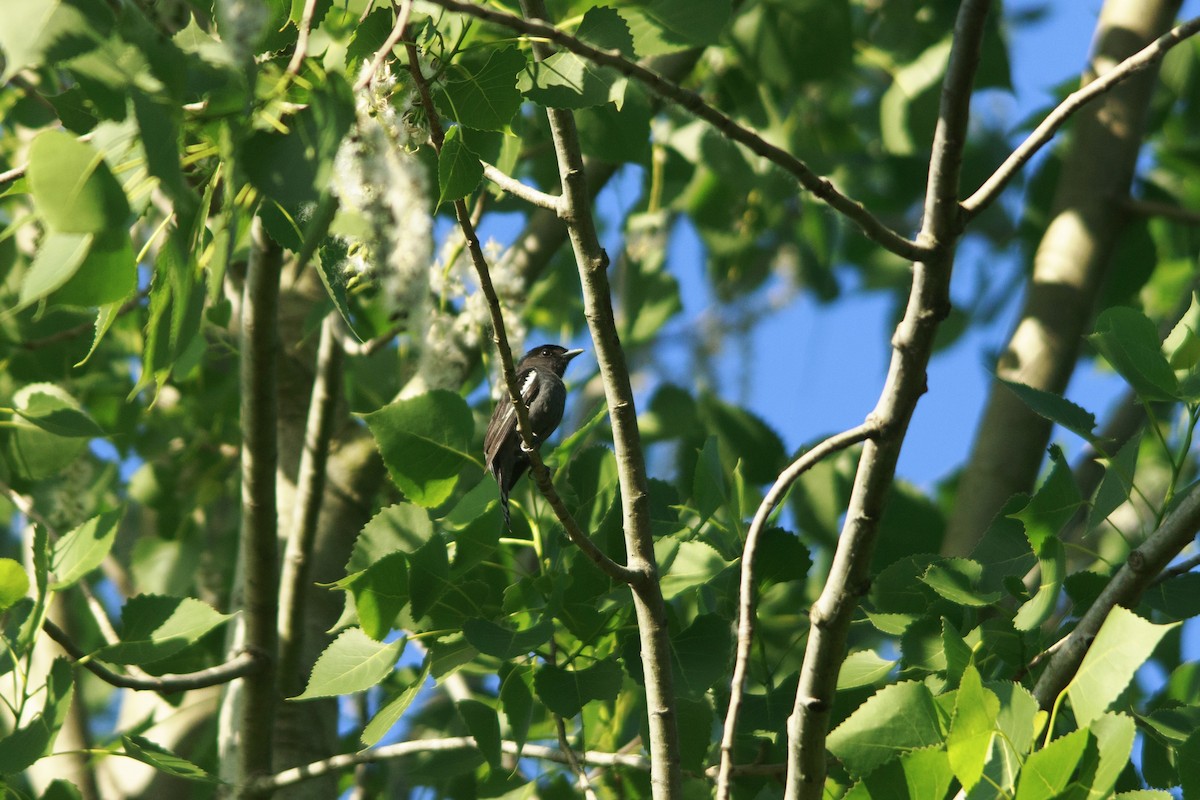 Bécarde à ailes blanches - ML644264846