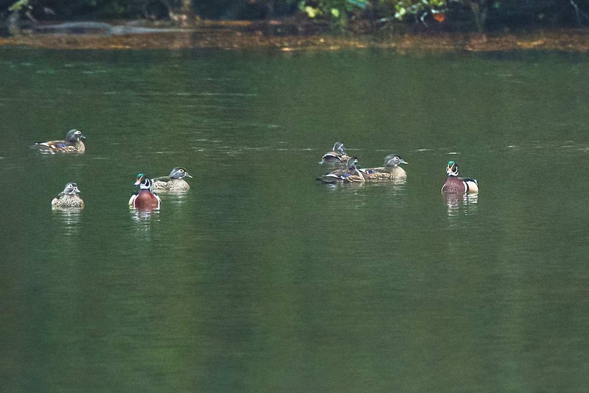 Canard branchu - ML644264847