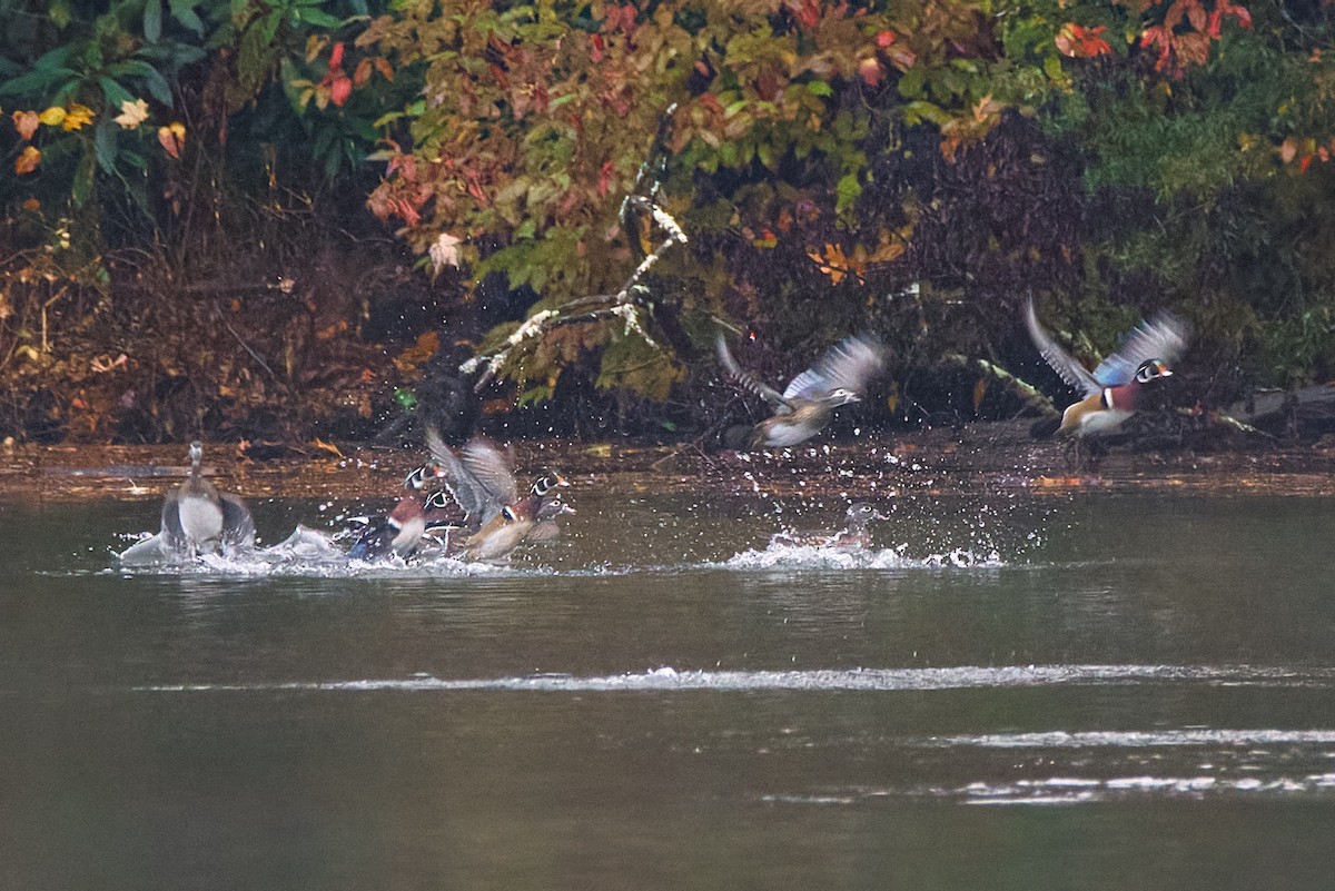 Canard branchu - ML644264848