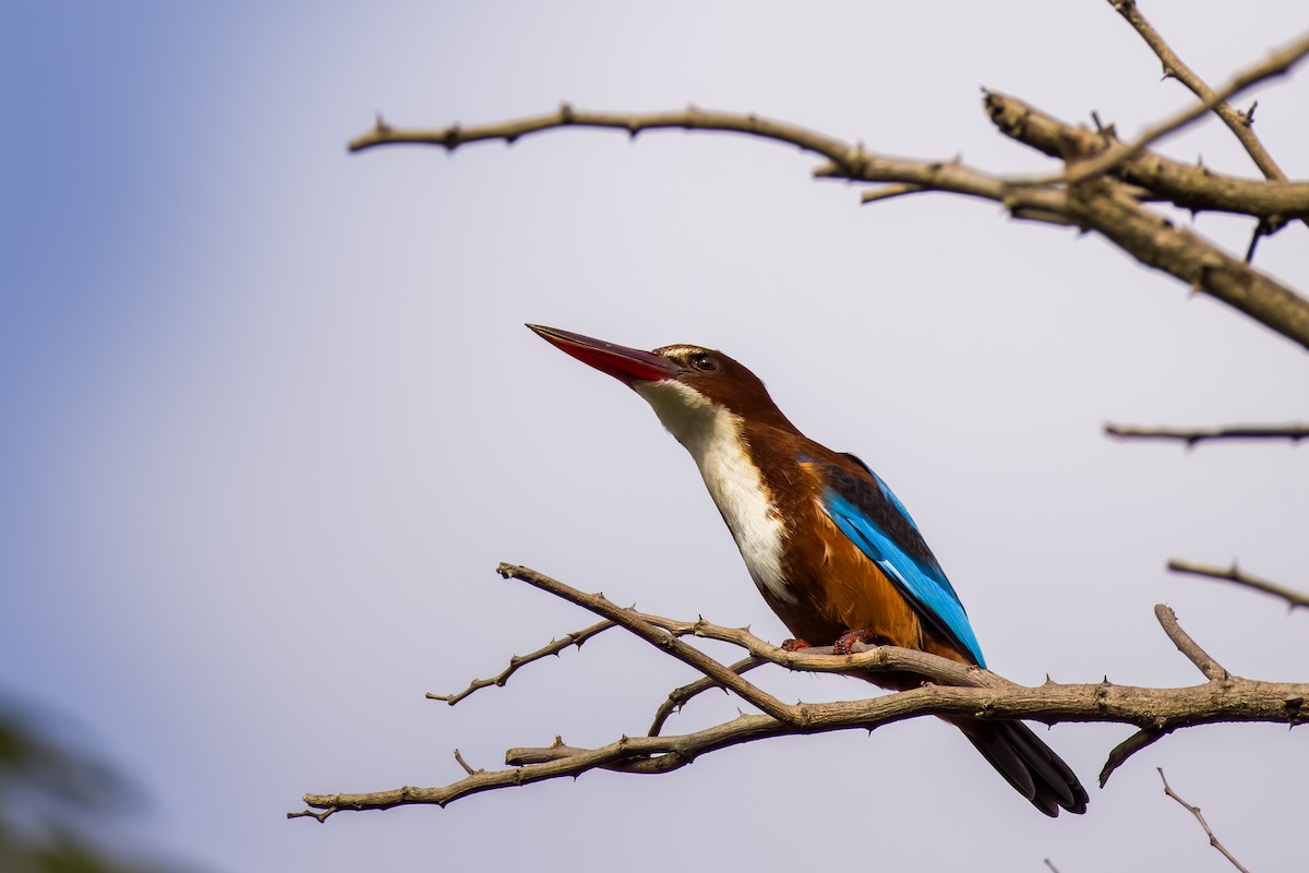 Martin-chasseur de Smyrne - ML644264849