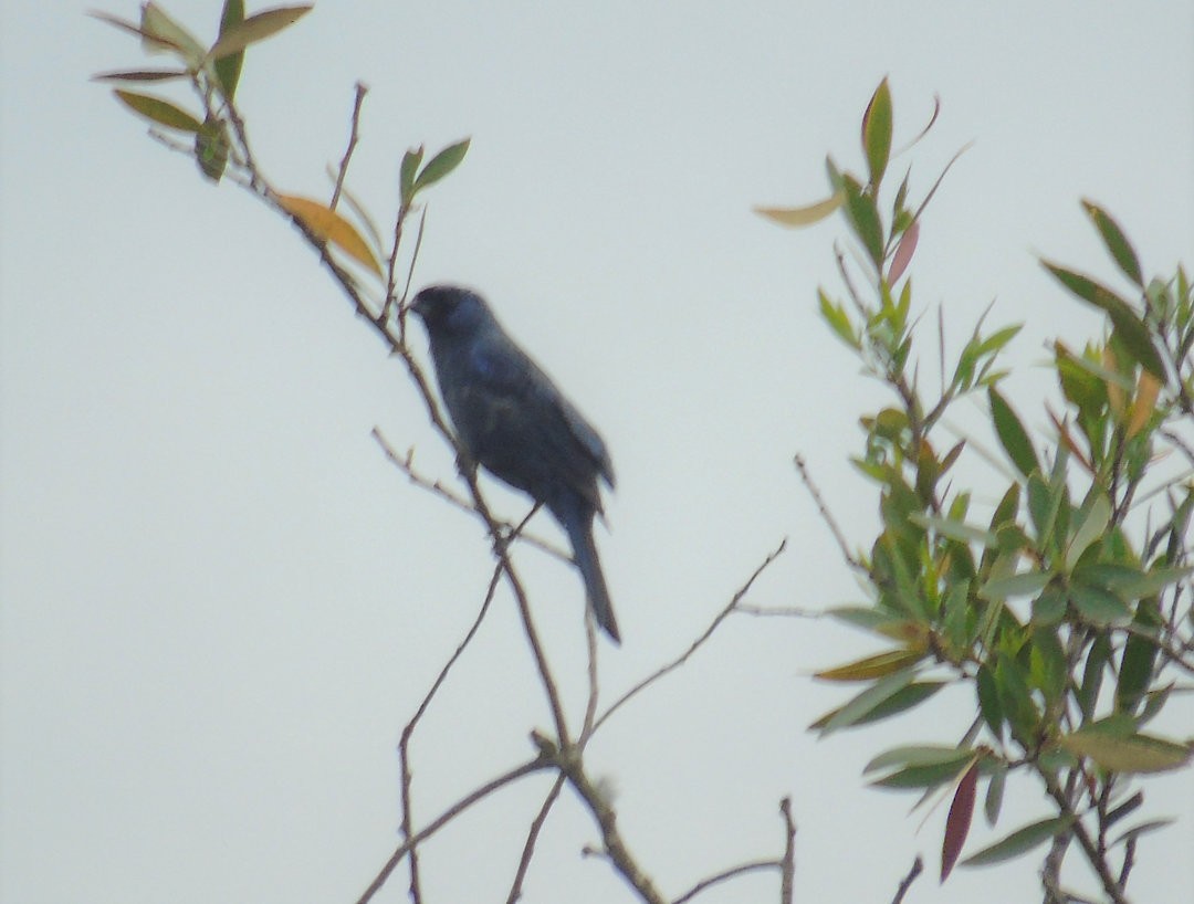 Tangara à diadème - ML644264851