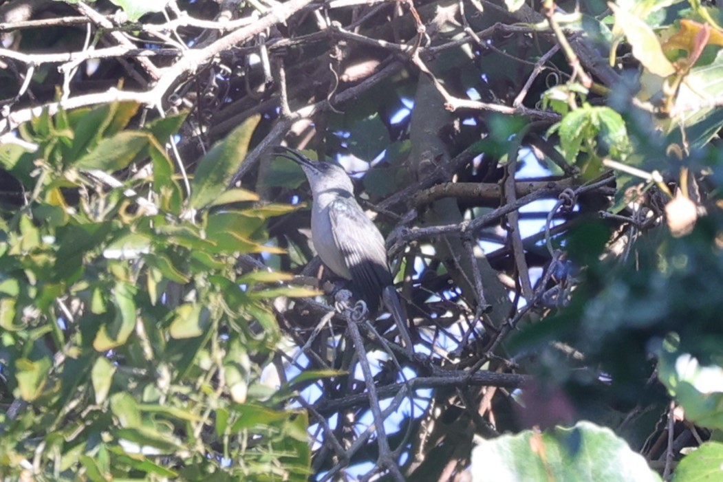 Souimanga murin - ML644264853