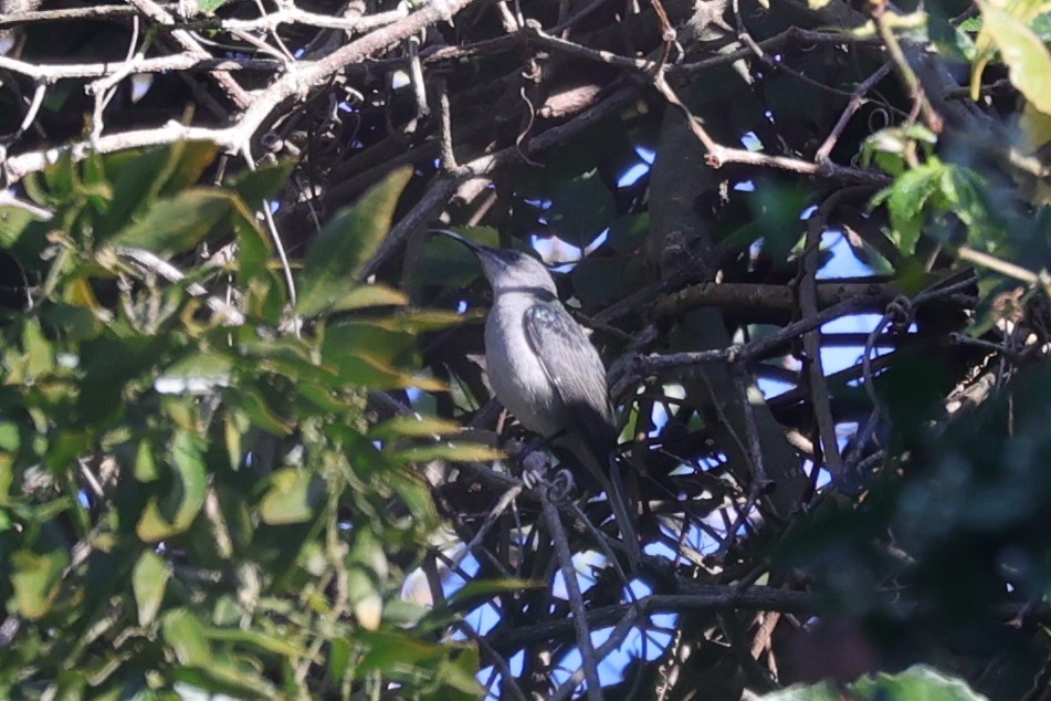 Souimanga murin - ML644264854