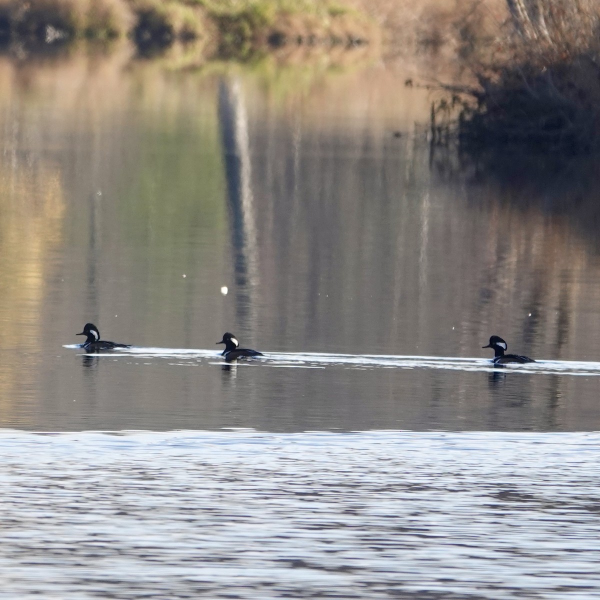 Harle couronné - ML644264855