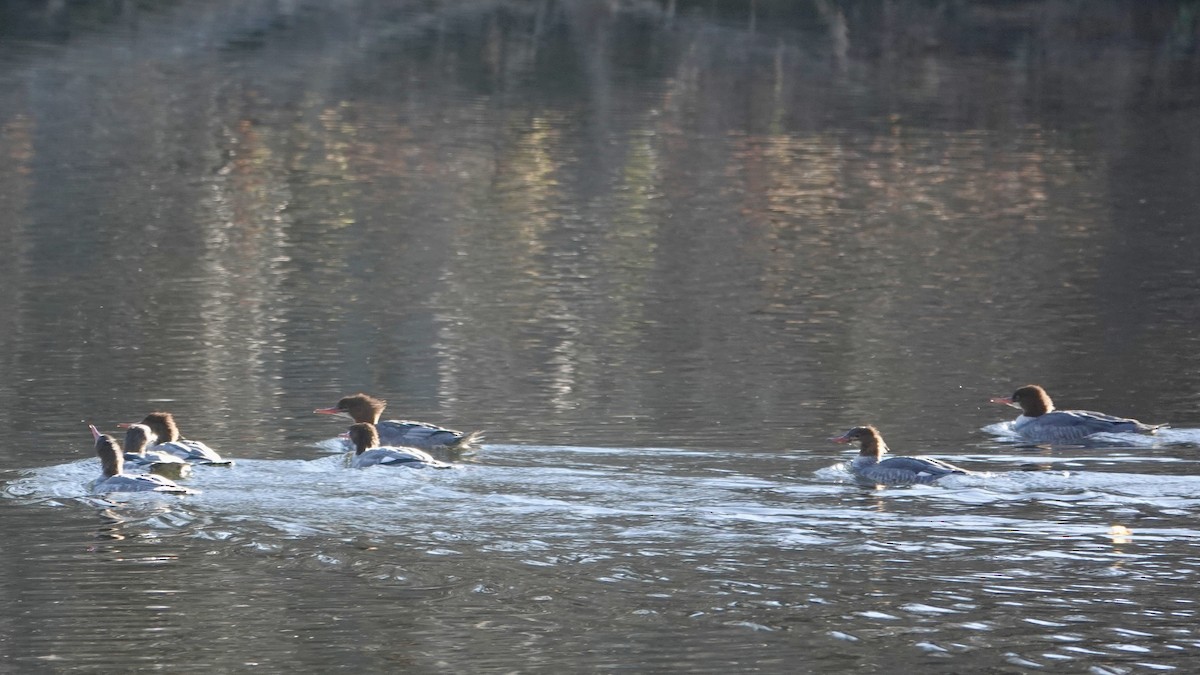 Grand Harle - ML644264857