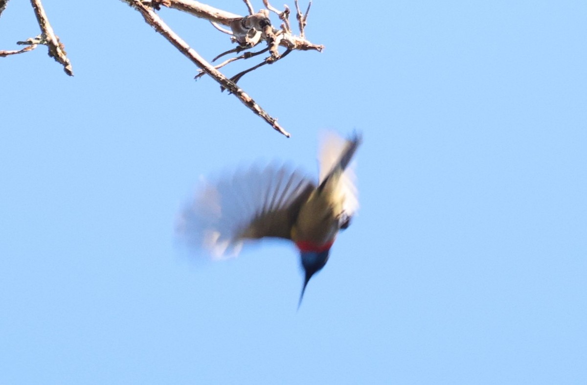 Souimanga chalybé - ML644264858